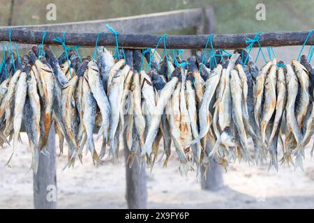 Bokkoms, o triglia secca e salata, una prelibatezza tradizionale che si asciuga a Velddrif, West Coast, Western Cape, Sud Africa Foto Stock