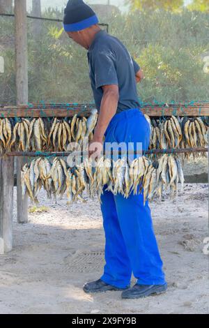 Lavoratore che controlla Bokkoms, una prelibatezza della costa occidentale, che si asciuga sotto rete al sole a Bokkomlaan, Velddrif, Sud Africa Foto Stock