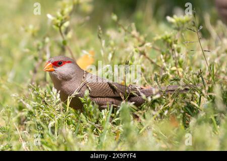 Comune Waxbill o St Helena Waxbill (Estrilda astrild) una piccola struda che foraging per semi su erba in primavera, Western Cape, Sudafrica Foto Stock