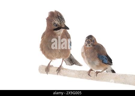 jay con una piccola tipa si siede su un ramo di un albero isolato su uno sfondo bianco Foto Stock