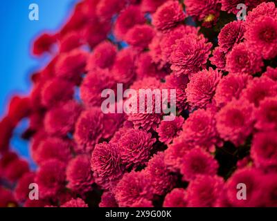 bellissimi crisantemi su sfondo blu Foto Stock