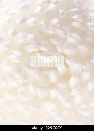 petali di crisantemo bianco macro photography Foto Stock