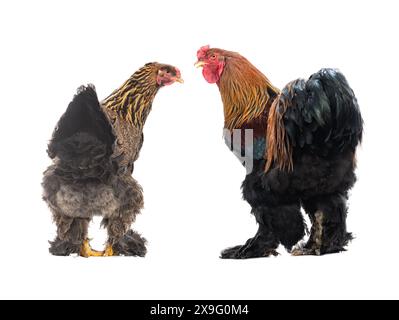 gallo e gallina isolati su sfondo bianco Foto Stock