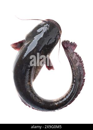 pesce gatto isolato su sfondo bianco Foto Stock