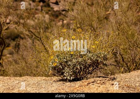 Fiori gialli comuni ma non meno belli di Encelia farinosa, brittlebush, che si illuminano sul lussureggiante deserto di Sonora al sole primaverile dell'Arizona (USA) Foto Stock