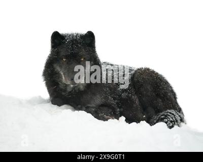 Adagiato sulla neve lupo nero canadese isolato su sfondo bianco Foto Stock