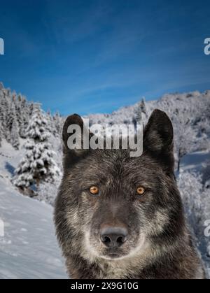 ritratto di un lupo canadese sullo sfondo di una foresta innevata Foto Stock
