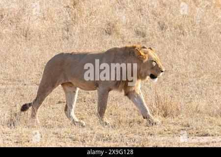 Young Lion (Panthera leo) camminando attraverso la prateria della savana all'alba, il parco nazionale di Kruger, Limpopo, Sudafrica Foto Stock