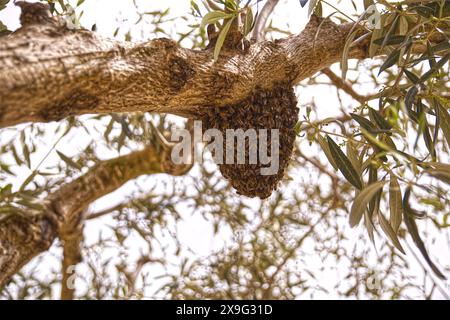 Un nuovo sciame di api è fuggito dall'alveare e si è seduto su un albero verde in un giorno d'estate Foto Stock