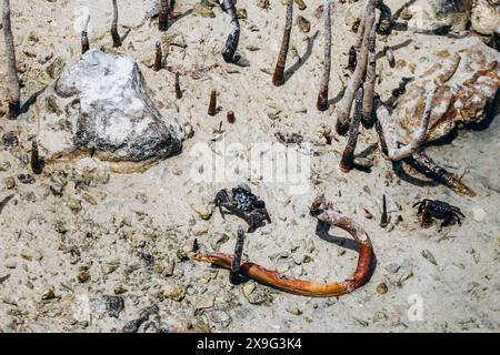 Foreste di mangrovie, una delle meraviglie naturali del Qatar Foto Stock