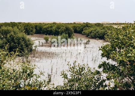 Foreste di mangrovie, una delle meraviglie naturali del Qatar Foto Stock