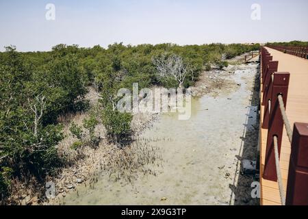 Foreste di mangrovie, una delle meraviglie naturali del Qatar Foto Stock