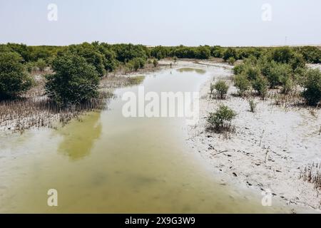 Foreste di mangrovie, una delle meraviglie naturali del Qatar Foto Stock