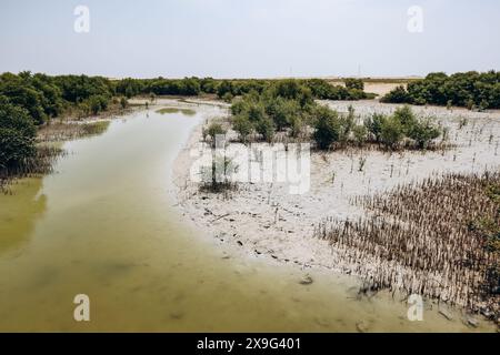 Foreste di mangrovie, una delle meraviglie naturali del Qatar Foto Stock