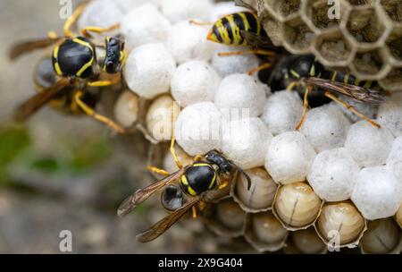 Vespe nel nido che schiudono i giovani nella fauna selvatica Foto Stock