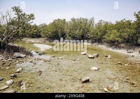 Foreste di mangrovie, una delle meraviglie naturali del Qatar Foto Stock