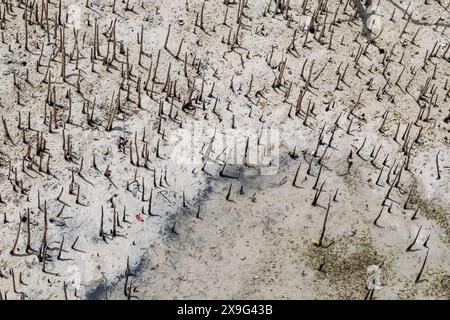 Foreste di mangrovie, una delle meraviglie naturali del Qatar Foto Stock