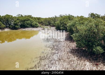 Foreste di mangrovie, una delle meraviglie naturali del Qatar Foto Stock