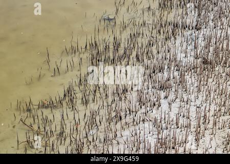 Foreste di mangrovie, una delle meraviglie naturali del Qatar Foto Stock