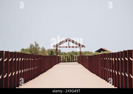 Foreste di mangrovie, una delle meraviglie naturali del Qatar Foto Stock