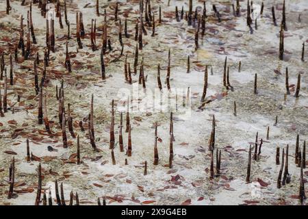 Foreste di mangrovie, una delle meraviglie naturali del Qatar Foto Stock