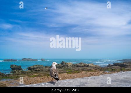 Essaouira, Marocco - Un gabbiano solitario si erge su una parete intemprata con acqua azzurra sullo sfondo. Simbolo del patrimonio marittimo della città. Foto Stock