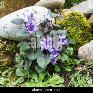 Pianta di viola dolce, Viola odorata, che cresce in un giardino del Regno Unito. Foto Stock