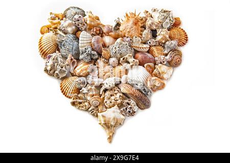 cuore dalle conchiglie di mare su sfondo bianco. specchia cuore Foto Stock