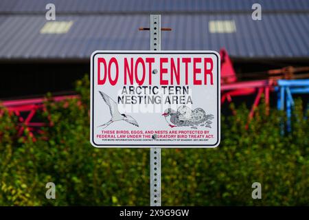 Cartello "non entrare" che avverte di un'area di nidificazione di terna artica a Skagway, Alaska - specie protette per preservare la biodiversità degli uccelli migratori Foto Stock