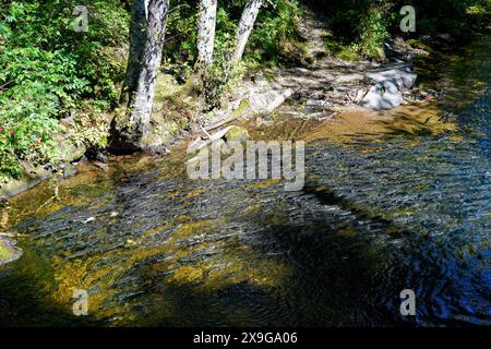 Salmoni che nuotano a monte nel Ketchikan Creek in Alaska per andare a riprodursi - un grande gruppo di salmoni chinook alla fine del loro ciclo di vita combattendo Foto Stock