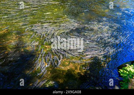 Salmoni che nuotano a monte nel Ketchikan Creek in Alaska per andare a riprodursi - un grande gruppo di salmoni chinook alla fine del loro ciclo di vita combattendo Foto Stock