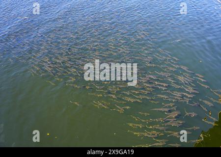 Salmoni che nuotano a monte nel Ketchikan Creek in Alaska per andare a riprodursi - un grande gruppo di salmoni chinook alla fine del loro ciclo di vita combattendo Foto Stock