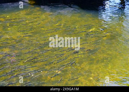 Salmoni che nuotano a monte nel Ketchikan Creek in Alaska per andare a riprodursi - un grande gruppo di salmoni chinook alla fine del loro ciclo di vita combattendo Foto Stock