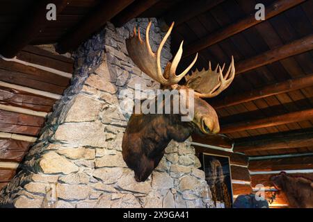 Testa di alce che decora il caminetto in pietra della casa in legno dello storico Taku Glacier Lodge, una cabina in legno situata nelle montagne a nord di al Foto Stock