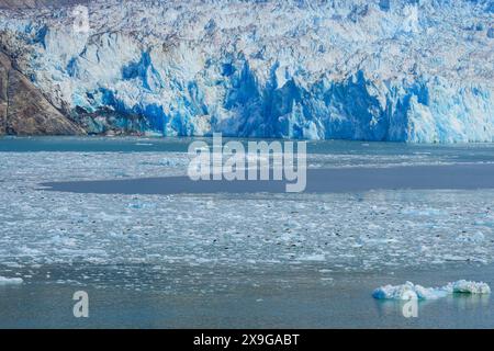 Colonia di foche portuali che riposano su iceberg galleggianti che galleggiano lontano dal ghiacciaio South Sawyer alla fine del fiordo di Tracy Arm nel sud-est dell'Alaska, Stati Uniti Foto Stock