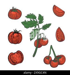 I pomodori rossi impostano l'illustrazione del disegno in linea isolata su sfondo bianco. Illustrazione Vettoriale
