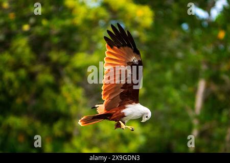 Un Brahminy kite (Haliastur indus), il simbolo di Langkawi, Geoforest Kilim Park, Langkawi, Malesia, Asia sud-orientale, Asia Foto Stock