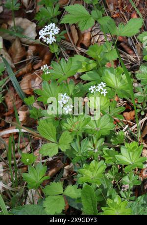 Woodruff, Galium odoratum, Rubiaceae. Aston Clinton Ragpits, Buckinghamshire, Regno Unito. Foto Stock