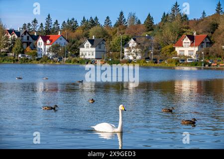 Anatre e oche che nuotano nel lago Tjornin a Reykjavik. Islanda Foto Stock