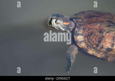 Scivolo dalle orecchie rosse che nuota Foto Stock