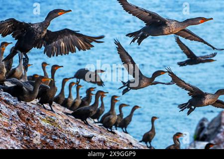 Cormorani a doppia cresta (Phalacrocorax auritus) sulle rocce vicino a Iles de la Madeleine Capo Alright faro su una scogliera che si affaccia su una spiaggia sabbiosa in t Foto Stock