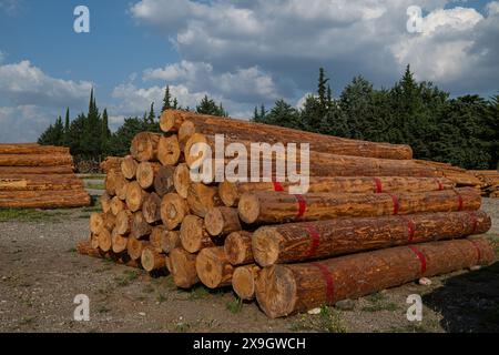 Alberi abbattuti impilati nel negozio della foresta Foto Stock