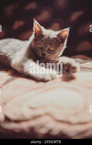 Gatto grigio adagiato sulla parte superiore del letto. Un gatto grigio riposa comodamente sopra un letto in una posizione rilassata Foto Stock