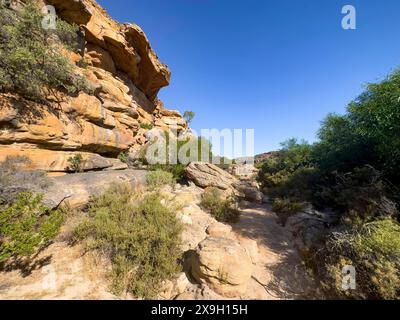 Sentiero escursionistico Sevilla Art Rock Trail, paesaggio asciutto con rocce gialle, Cederberg Mountains, vicino a Clanwilliam, Capo Occidentale, Sud Africa Foto Stock