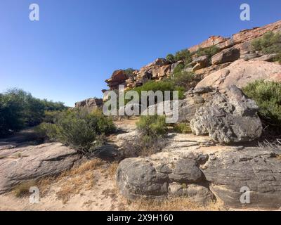 Sentiero escursionistico Sevilla Art Rock Trail, paesaggio asciutto con rocce gialle, Cederberg Mountains, vicino a Clanwilliam, Capo Occidentale, Sud Africa Foto Stock