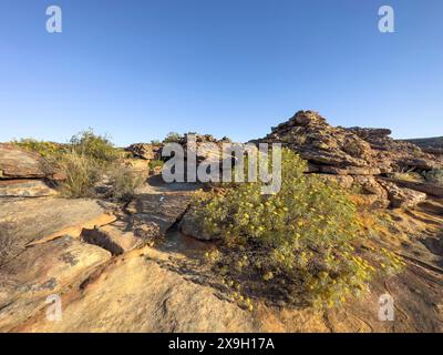 Sentiero escursionistico Sevilla Art Rock Trail, paesaggio asciutto con rocce gialle e rosse, Cederberg Mountains, vicino a Clanwilliam, Capo Occidentale, Sud Africa Foto Stock