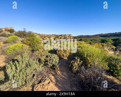 Sentiero escursionistico Sevilla Art Rock Trail, paesaggio asciutto con cespugli verdi, Cederberg Mountains, vicino a Clanwilliam, Capo Occidentale, Sud Africa Foto Stock