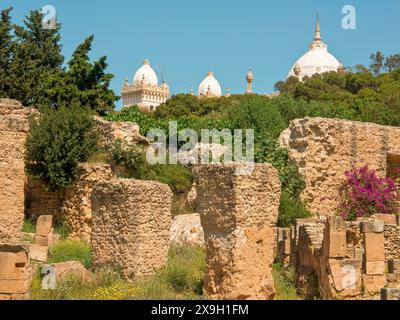 Rovine di antichi edifici con vista su cupole storiche sullo sfondo, circondate da vegetazione verde sotto un cielo soleggiato, Tunisi in Africa con Foto Stock