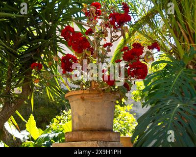 Un vaso di fiori con fiori rossi luminosi sorge in un giardino, circondato da palme e piante verdi al sole, palma di Maiorca con la sua Foto Stock