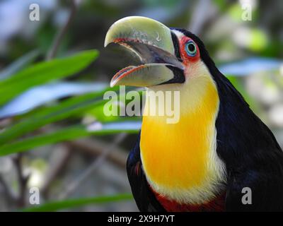 Foto ravvicinata di un tucano colorato in primo piano. Sfondo sfocato. Foto Stock